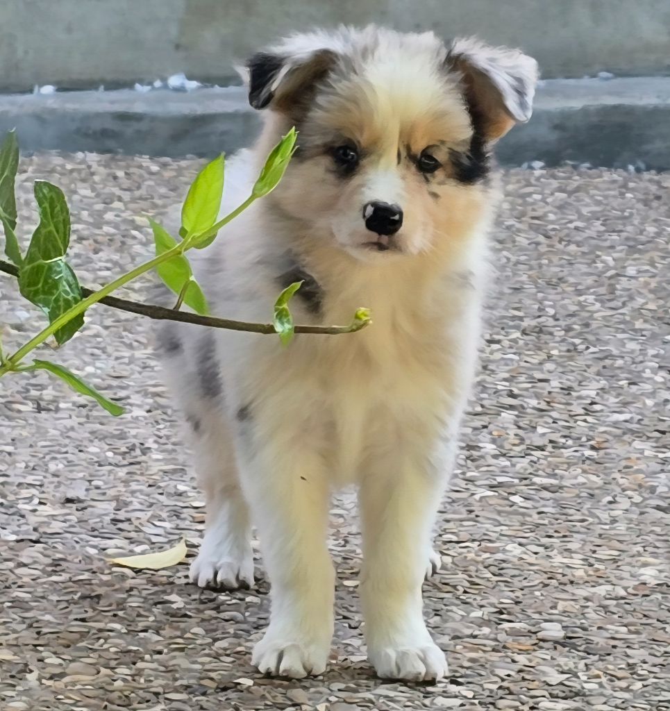 * ABBY du Paradis des P'tits Cracks  *