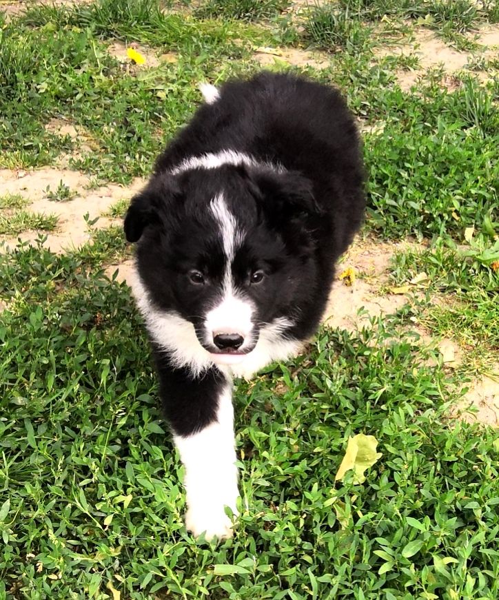 *  PRIAM  du Paradis des P'tits Cracks *