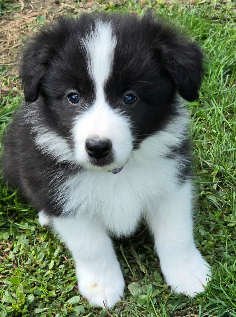 * AYLA  du Paradis des P'tits Cracks  *