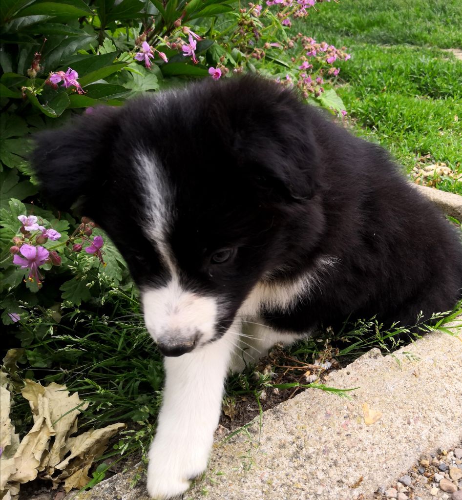 *  PERLE  du Paradis des P'tits Cracks *