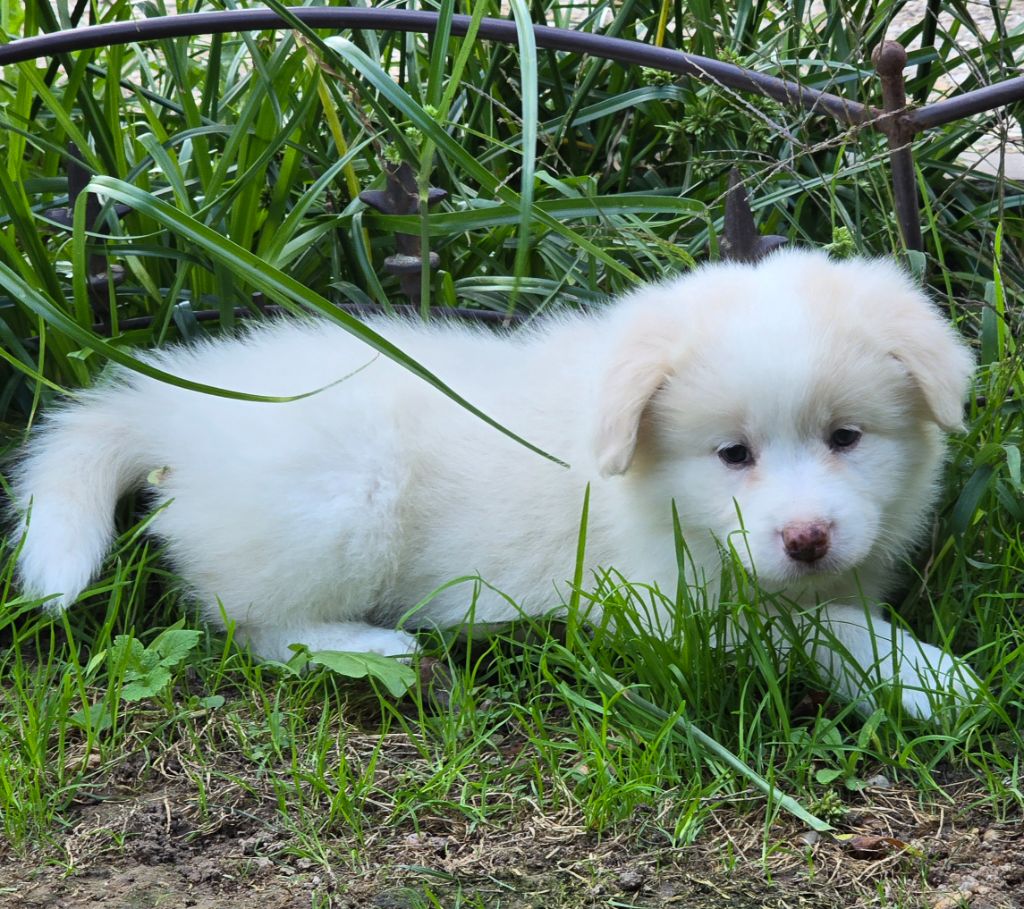 * APPY du Paradis des P'tits Cracks *