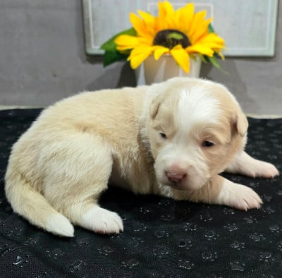 Les chiots de Border Collie