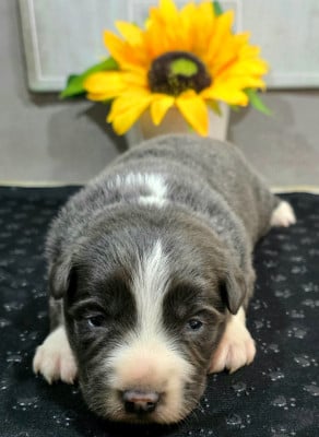 Les chiots de Border Collie