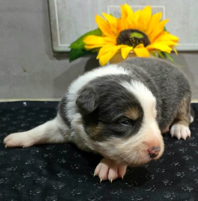 Les chiots de Border Collie