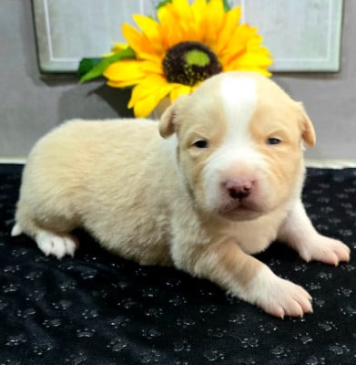 Les chiots de Border Collie
