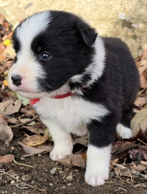 Les chiots de Border Collie
