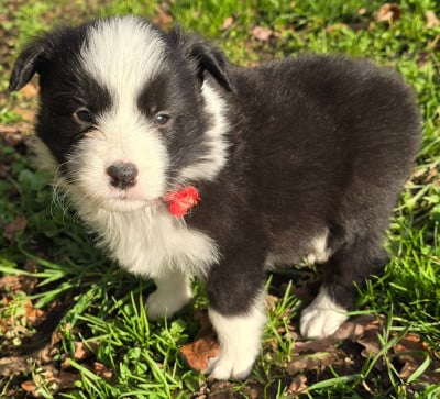 Les chiots de Border Collie