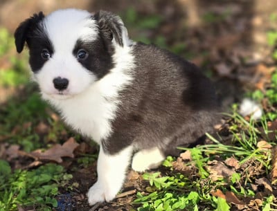 Les chiots de Border Collie