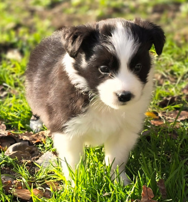 Les chiots de Border Collie