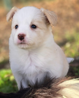 Les chiots de Border Collie
