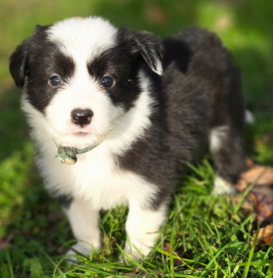 Les chiots de Border Collie