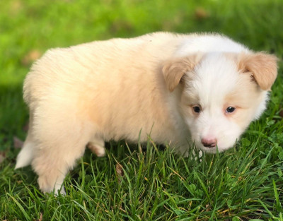 Les chiots de Border Collie