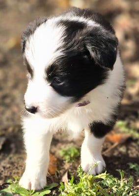 Les chiots de Border Collie