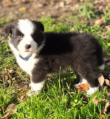 Les chiots de Border Collie