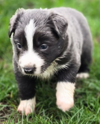 Les chiots de Border Collie