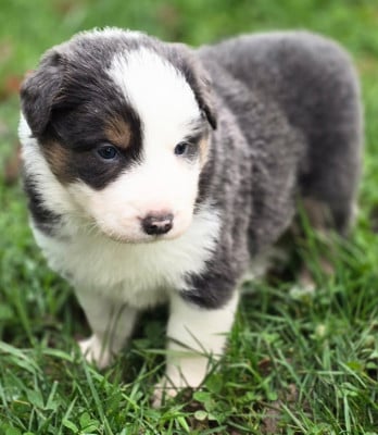 Les chiots de Border Collie