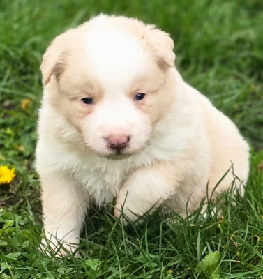 Les chiots de Border Collie
