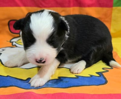 Les chiots de Border Collie