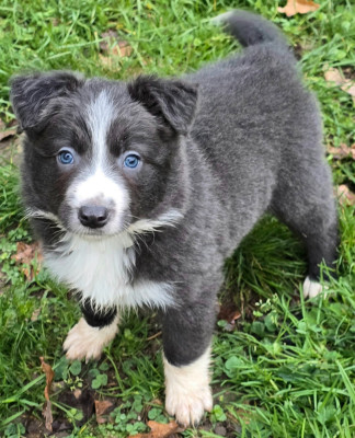 Les chiots de Border Collie