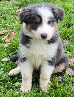 Les chiots de Border Collie