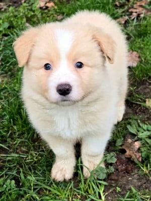 Les chiots de Border Collie