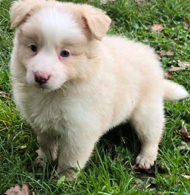 Les chiots de Border Collie