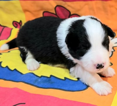 Les chiots de Border Collie