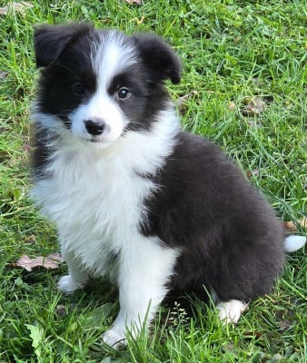 Les chiots de Border Collie