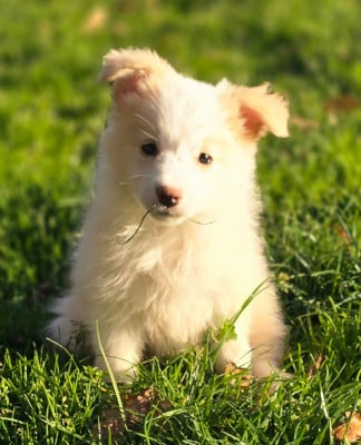 Les chiots de Border Collie