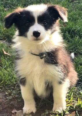 Les chiots de Border Collie