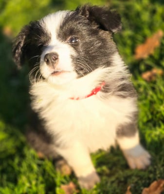 Les chiots de Border Collie