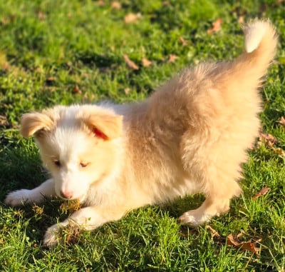Les chiots de Border Collie