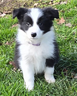 Les chiots de Border Collie