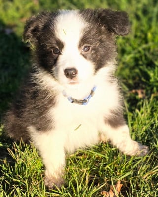 Les chiots de Border Collie