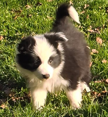 Les chiots de Border Collie