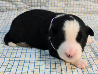 Les chiots de Border Collie
