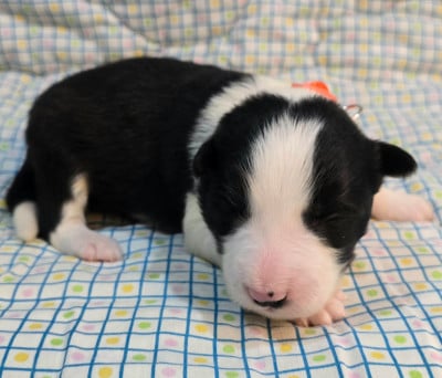 Les chiots de Border Collie