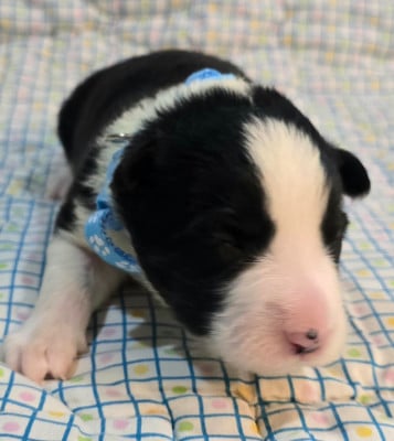 Les chiots de Border Collie