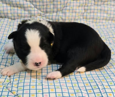 Les chiots de Border Collie
