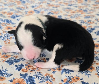 - CHIOT 1 MÂLE NOIR ET BLANC . - Border Collie
