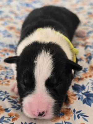 - CHIOT 4 FEMELLE NOIRE ET BLANCHE . - Border Collie