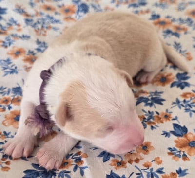 - CHIOT 5 FEMELLE EE-RED . - Border Collie