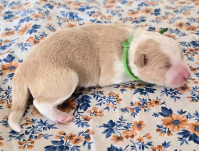 - CHIOT 7 EE- RED. - Border Collie