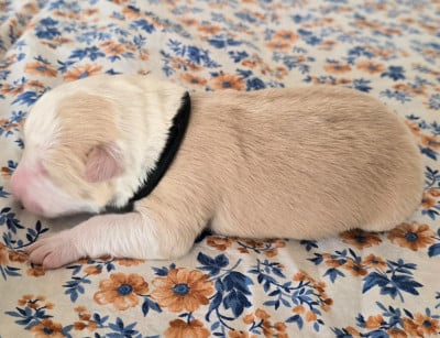 - CHIOT 2 MÂLE EE- RED . - Border Collie