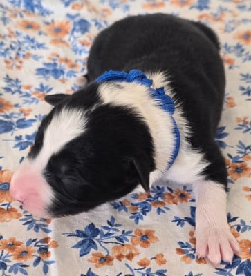 - CHIOT 3 MÂLE NOIR ET BLANC . - Border Collie