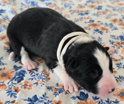 - CHIOT 8 FEMELLE NOIRE ET BLANCHE . - Border Collie