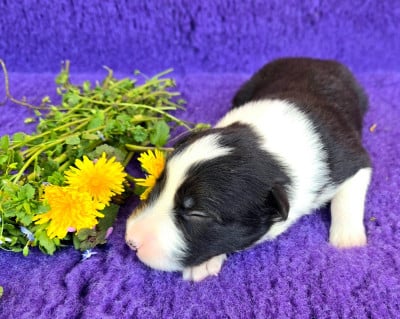 Les chiots de Border Collie