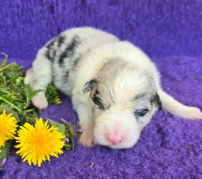 Les chiots de Border Collie