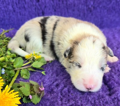 Les chiots de Border Collie