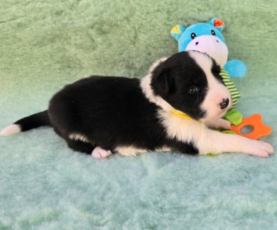 Les chiots de Border Collie